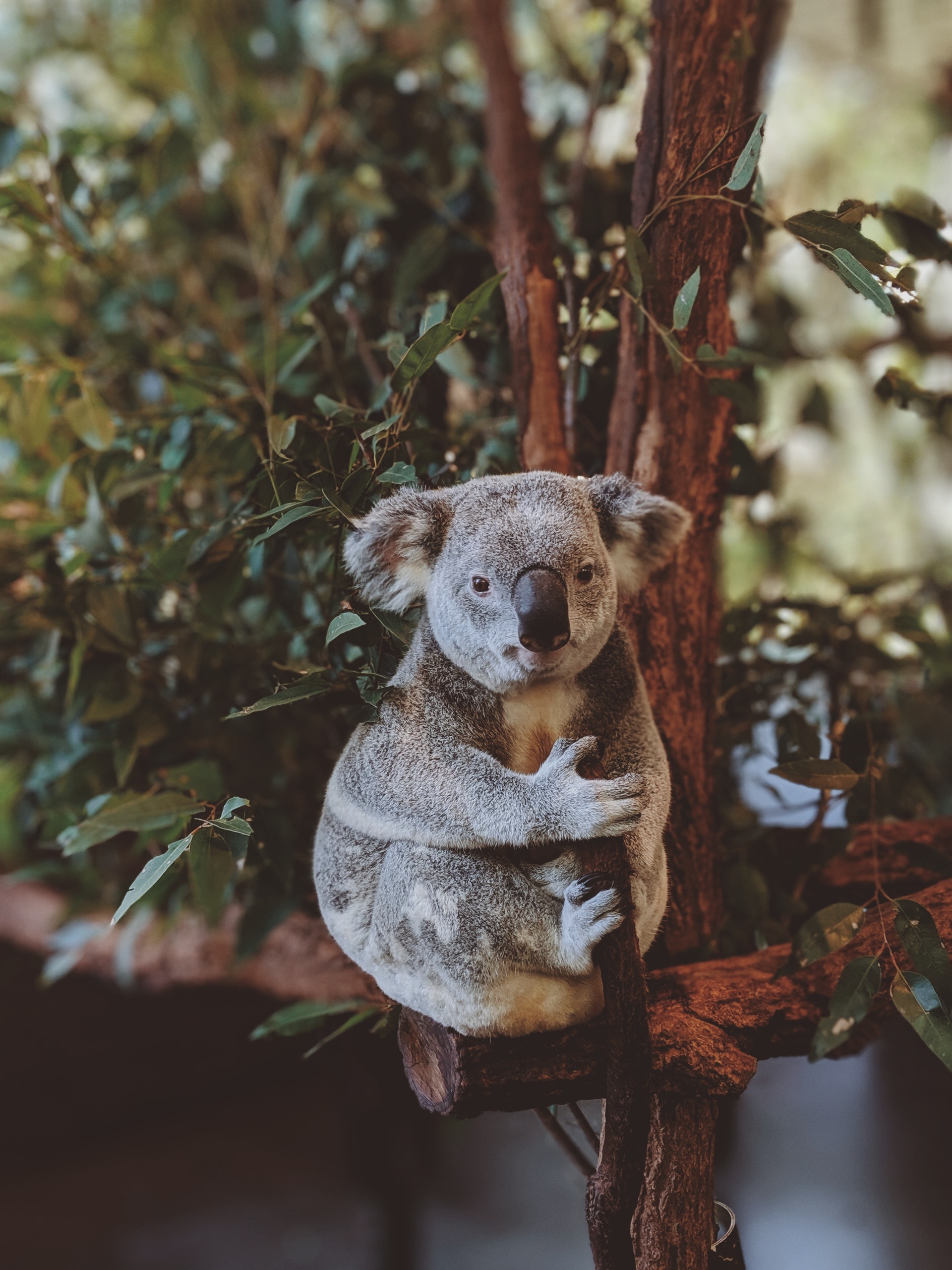 Slika kengura u Australiji